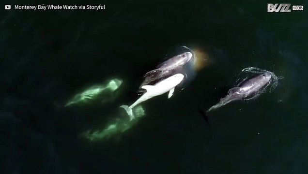 Raro delfino albino avvistato in California