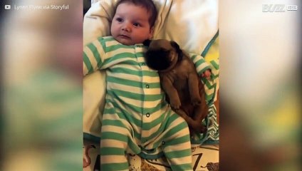 Questo tenero carlino dondola tra le braccia di un neonato