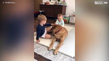 L'amore di un cane per i suoi fratellini umani