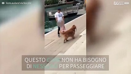 Golden retriever passeggia solo per il lungomare