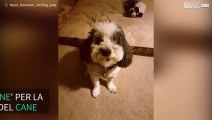 Cane canta per la 'Giornata internazionale del cane'