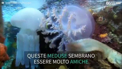 Subacqueo incontra tre specie di meduse amiche