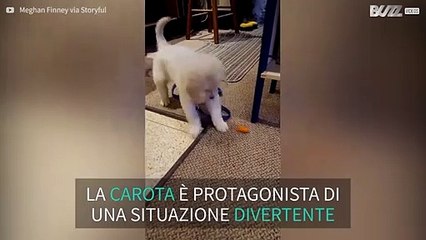 Il cane non sa cosa farsene di una carota!