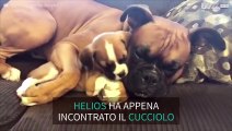 Che tenerezza, il boxer accogli il nuovo arrivato!