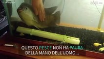 Avete mai visto un pesce che vuole le carezze?