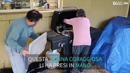 Australia: trovano due serpenti nella griglia