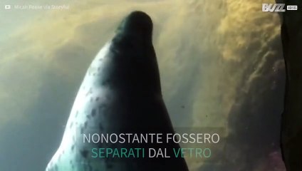 Momento adorabile: foca gioca con una farfalla