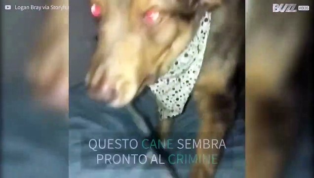 Cane inquietante si presenta con un coltello in bocca