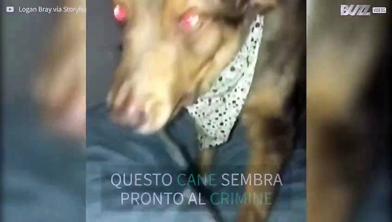 Cane inquietante si presenta con un coltello in bocca