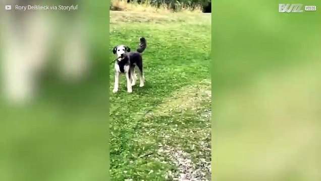 Bimbo tenta di imitare il suo cagnolino!