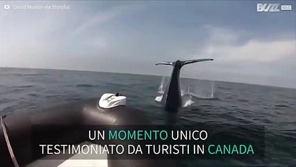 Balena si schianta su una barca in Canada