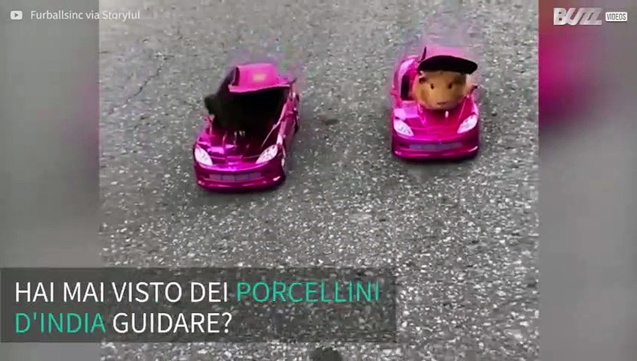 Due simpatici porcellini d'India gareggiano in auto!