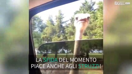 Anche lo struzzo alle prese con la 'Kiki Challenge'