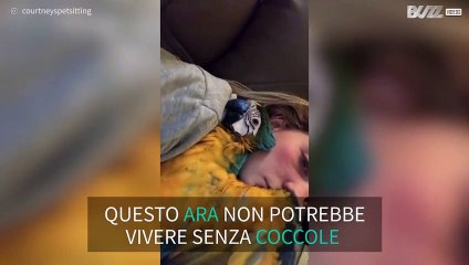Pappagallo ara in estasi per le coccole della padrona