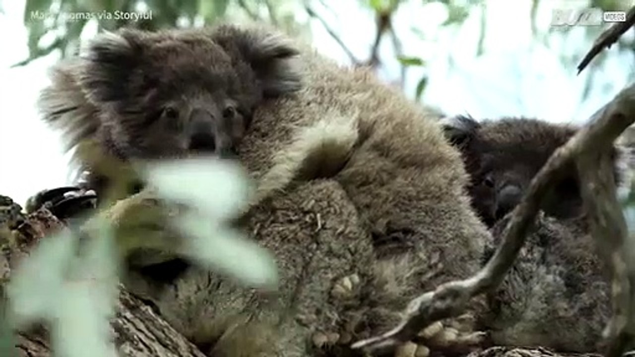 Raro filmato di koala gemelli