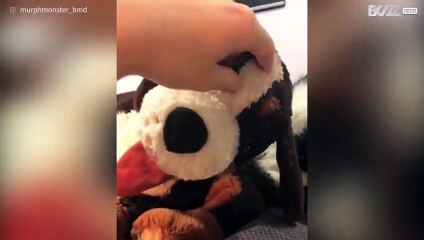 Cane è geloso del peluche