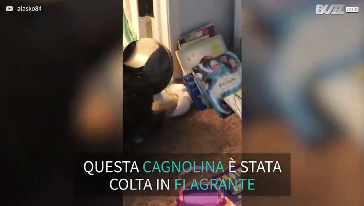 Cagnolina sorpresa a tentare di mangiare la spazzatura