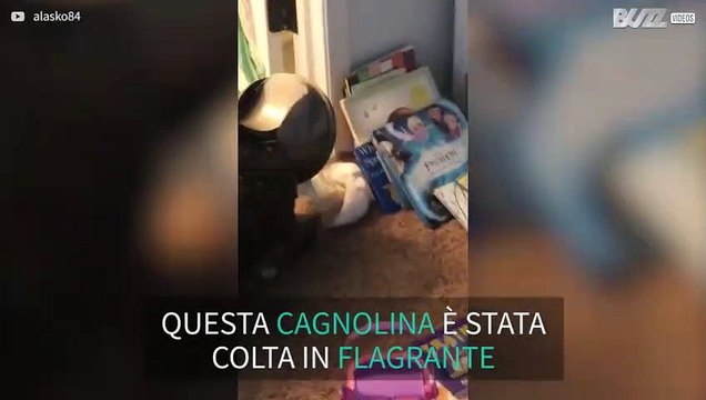 Cagnolina sorpresa a tentare di mangiare la spazzatura