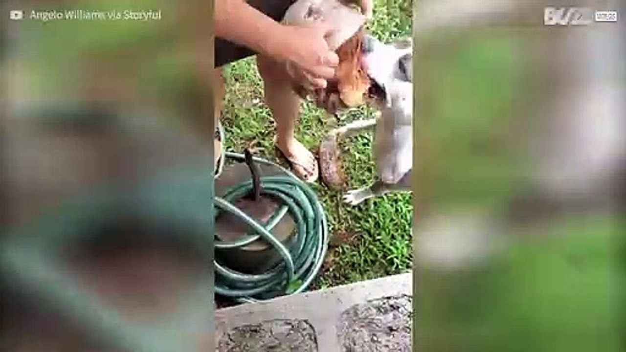 Cane aiuta a sbucciare un cocco