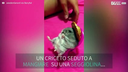 Criceto fa merenda su una sedia piccolissima
