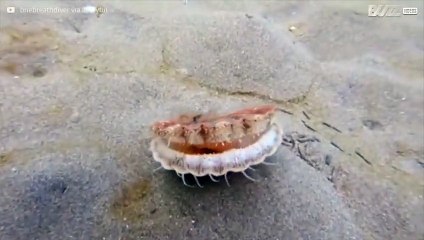 Hai mai visto una capasanta che fugge?
