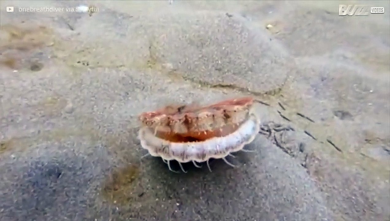 Hai mai visto una capasanta che fugge?