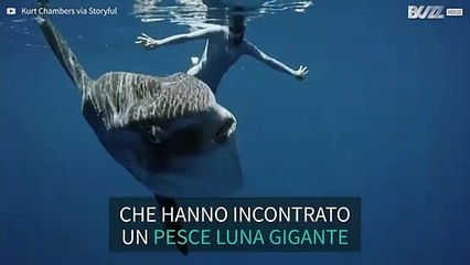 Incontro speciale tra sommozzatori e un pesce luna gigante