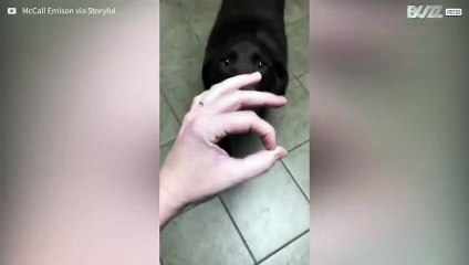 Snoot Challenge: questo cane è totalmente negato