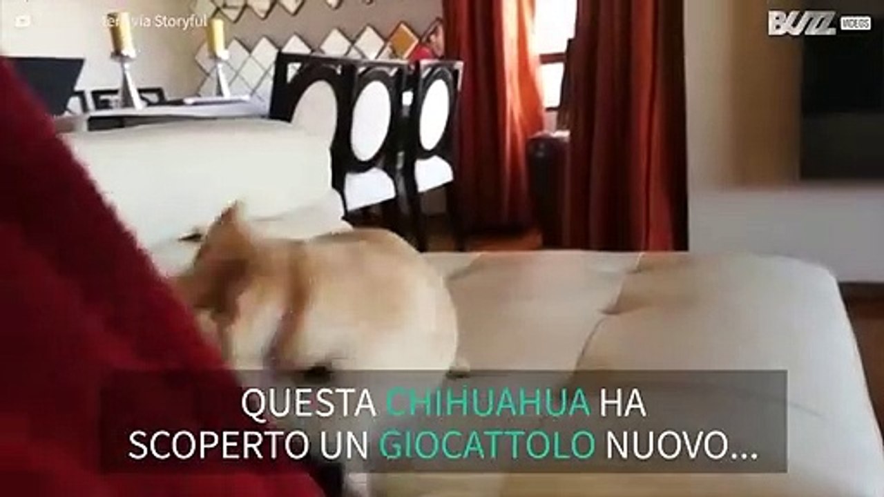 Cane perde la testa per le pantofole del padrone