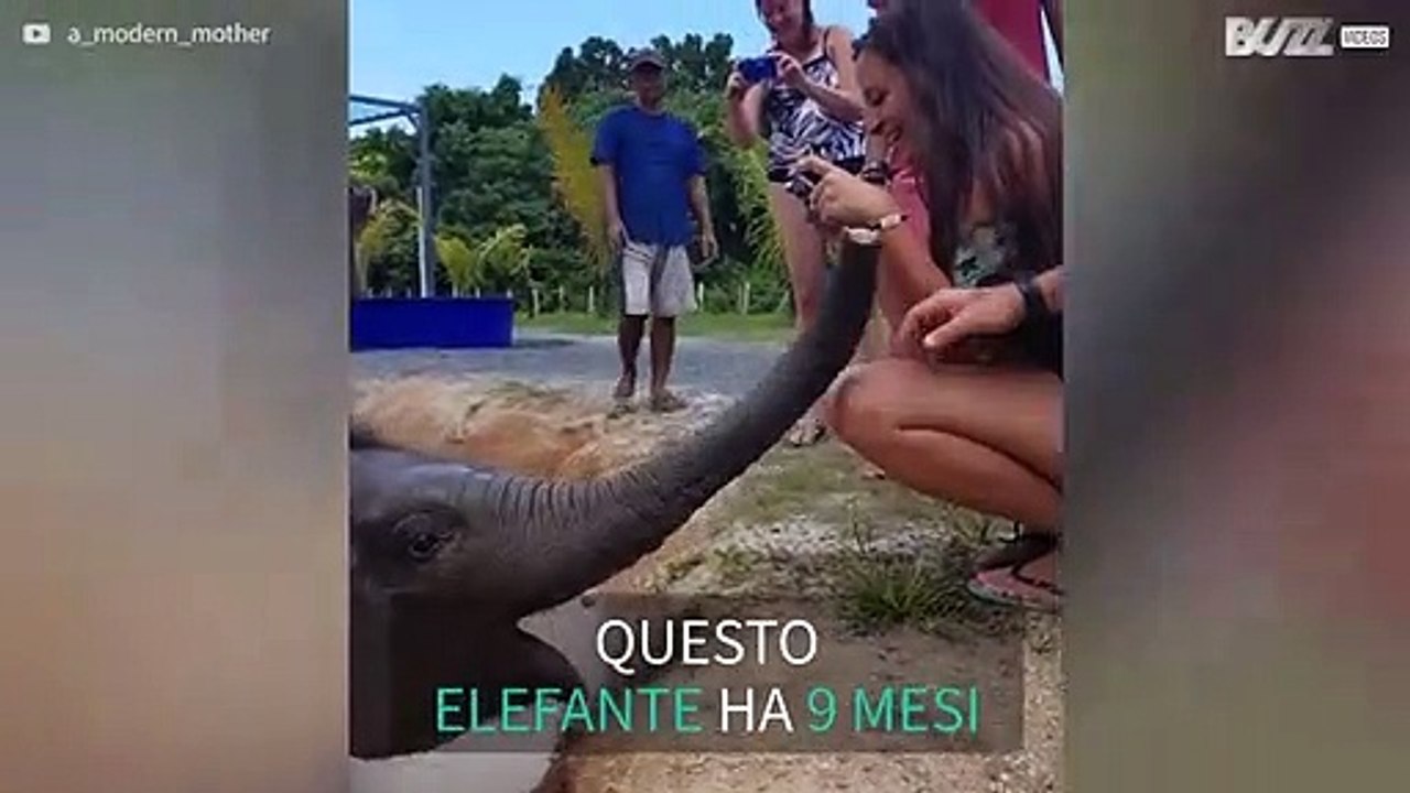 Baby elefante se la spassa nel fango