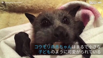 フルーツを食べるかわいいコウモリの赤ちゃん