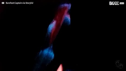 Avete mai visto dei delfini luminescenti?