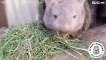 Wombat s'innervosisce quando qualcuno si avvicina al suo cibo