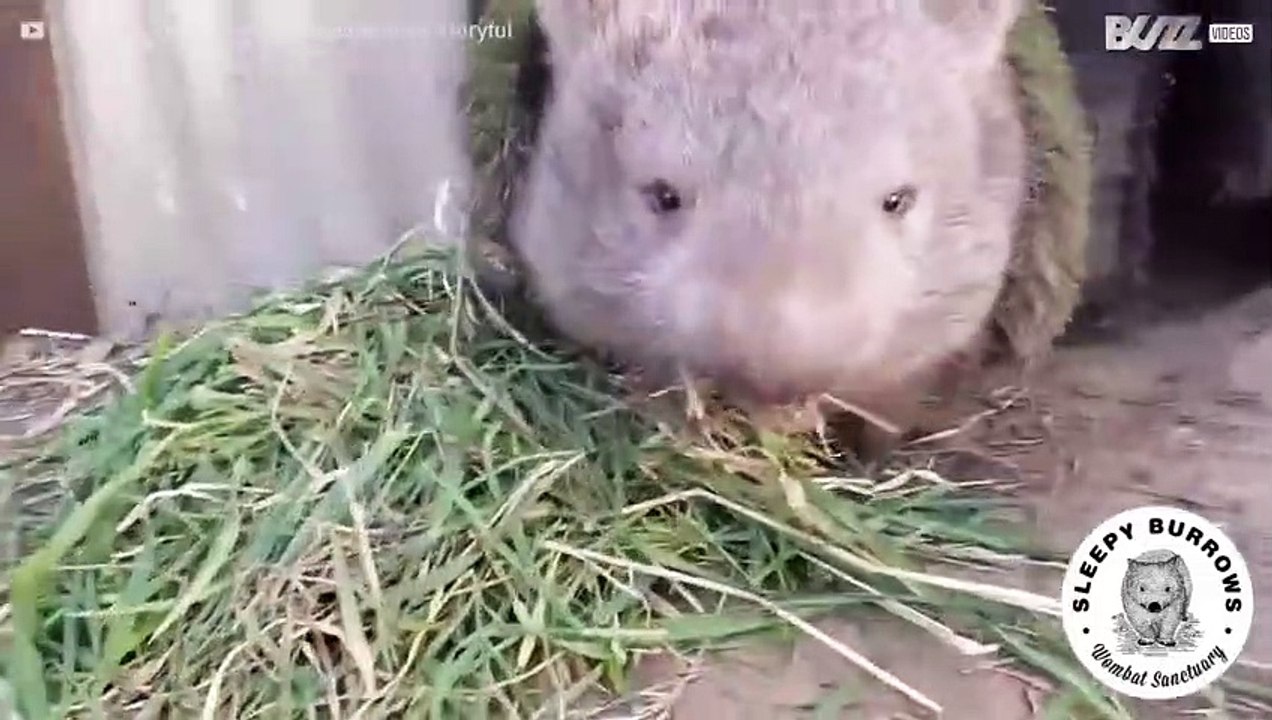 Wombat s'innervosisce quando qualcuno si avvicina al suo cibo