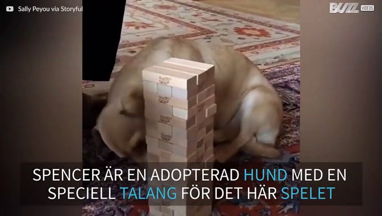 Den här hunden är ett proffs på Jenga