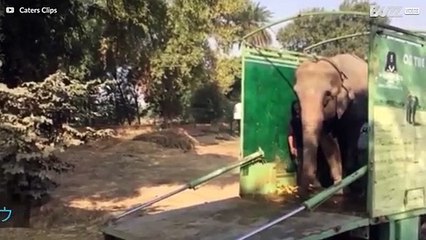 捕獲から40年後の救出されたゾウ
