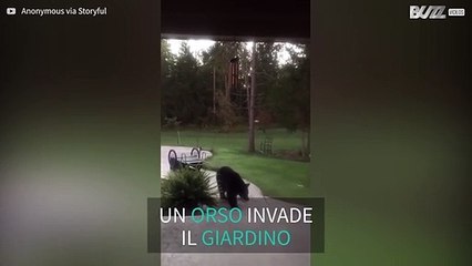 Orso invade una proprietà e mangia il cibo del gatto!