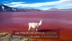 Un fantastico lama sfila sulla Laguna Colorada in Bolivia