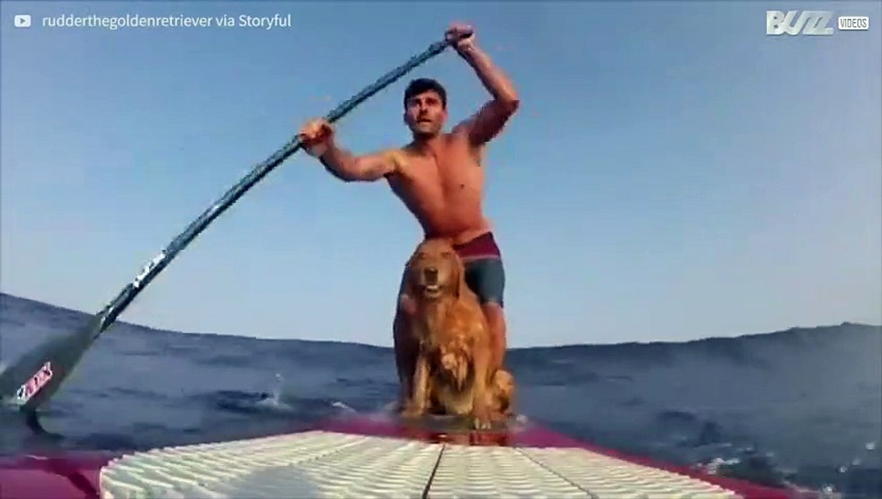 Cane pratica stand up paddle insieme al padrone