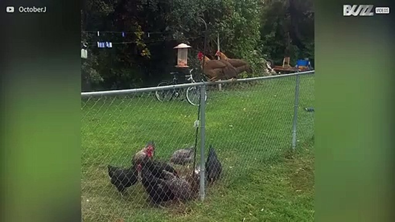 Gallina ruba il cibo degli uccellini