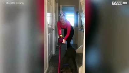 Il cane vuole mangiare l'aspirapolvere!