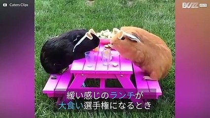 招かれざる客に邪魔されたモルモットのピクニック