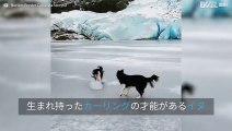 オリンピックのカーリングチームに選ばれる気満々のイヌ！