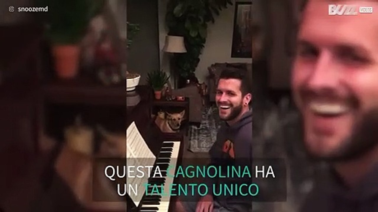 Cagnolina accompagna il padrone al piano