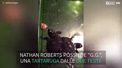 Tartaruga mutante con 3 teste trovata negli Stati Uniti