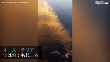 オーストラリアの川で目撃されたサメ