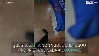 Gatta non lascia che il proprietario esca di casa