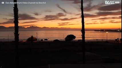 南アフリカにて、ボートの近くで水面にジャンプするホオジロザメ