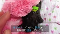 オーストラリアで救出された赤ちゃんコウモリ