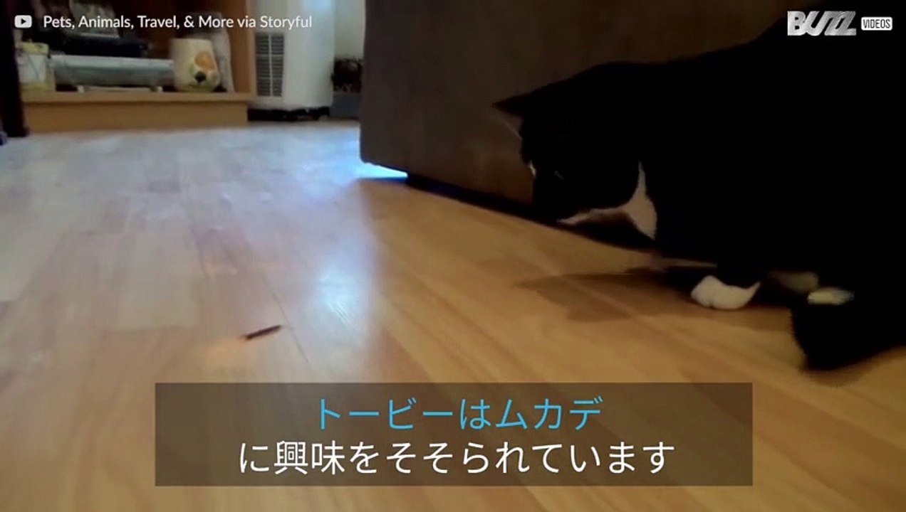 猫vsムカデ：どっちが勝つか？
